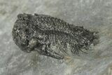 Lichid (Acanthopyge) Trilobite - Issoumour, Morocco #210174-3
